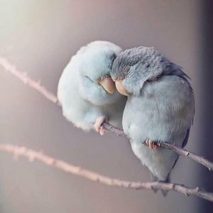 Meet your Posher, Joy